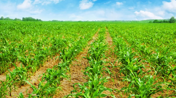2024年渭南市玉米大面积单产提升行动技术意见